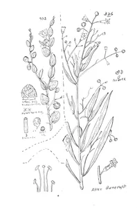 solanum orbiculatum та duboisia hopwoodii