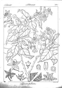 solanum pubescens