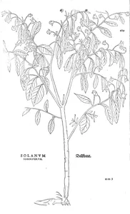 Solanum somniferum