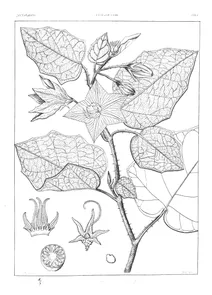 solanum wightii