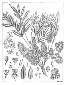 Solenocarpus indica