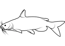 Сом канальний (ictalurus punctatus)