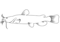 Сом оливковий (pylodictis olivaris)