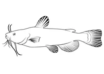 Сомик чорний (ameiurus melas)
