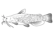 Сомик коричневий (ameiurus nebulosus)