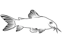 Сомик золотистий (corydoras aeneus)