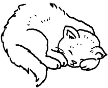 Сон кота