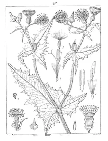 sonchus ciliatus