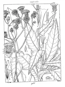 sonchus wightianus