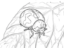 Сонечко трансверсаліс (coccinella transversalis)