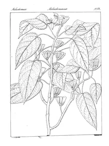 Sonerila axillaris