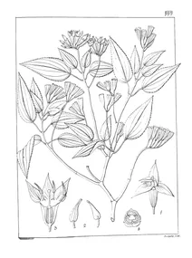 Sonerila brunonis