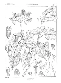 Sonerila elegans