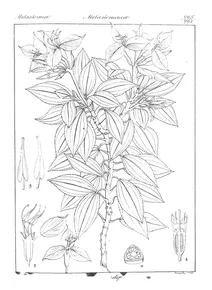 Sonerila grandiflora