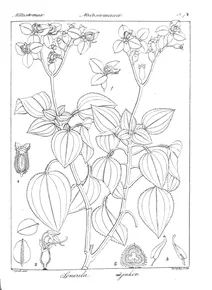 Sonerila speciosa