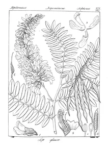Sophora glauca