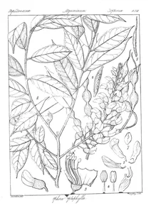 Sophora heptaphylla