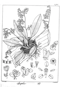 Sosephia lanciolata