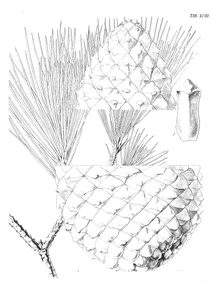 Сосна (pinus)