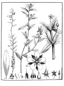 Соважезія адіма еректа, 1775