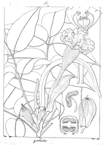 Spathadia rheedii
