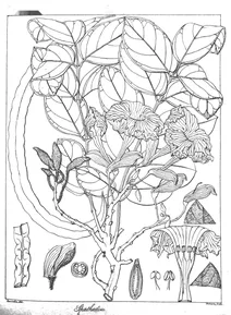 Spathodea arcuata
