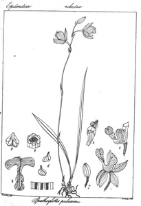 Spathoglottis pubescens