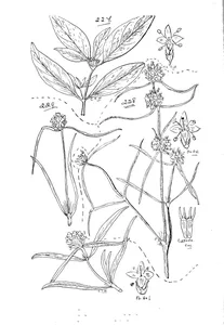 Spermacoce membranacea and spermacoce stenophylla and spermacoce laevigata
