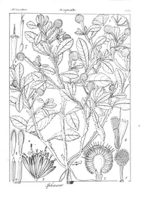 Sphaeranthus hirtus