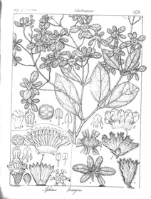Sphenadesme ferruginea
