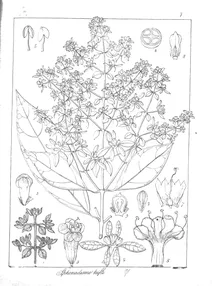 Sphenadesme triflora