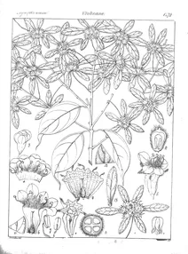 Sphenodesme acuminata