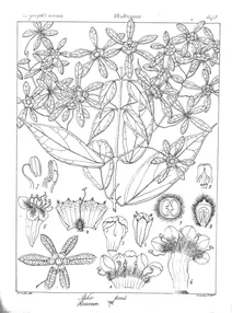 Sphenodesme pentandra and roscoea congea