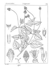 Spilanthes calva and spilanthes oleracea