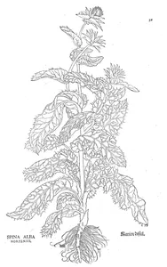 Spina alba hortensis