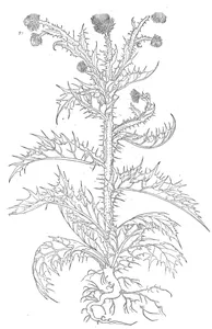 Spina alba sylvestris