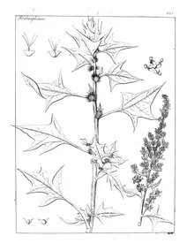 Spinacia tetrandra
