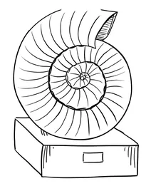 Spiral seashell display