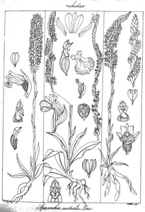 Spiranthes australis