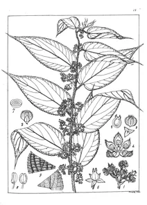 Sponia velutina planch