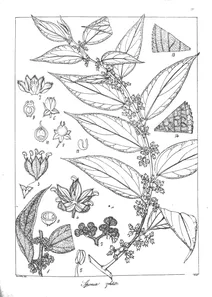 Sponia wightii