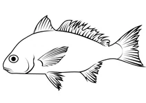 Спот (leiostomus xanthurus)