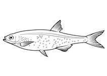 Сріблястий карпик (rastrineobola argentea)