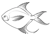 Срібний помфрет (pampus argenteus)