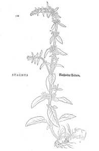 Stachys