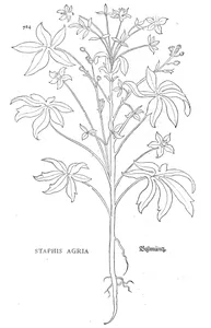 Staphisagria