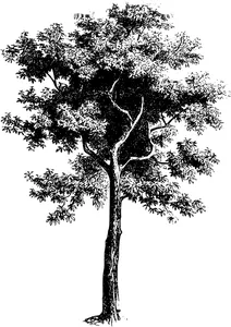 Старовинне дерево diospyros ebenum