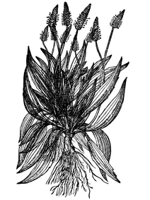Старовинний plantago lanceolata l