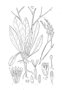 Statice australis