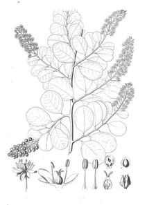 Stegnosperma cubense
